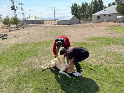 Patnos’ta köpeklere mikroçip ve kuduz aşısı uygulaması
