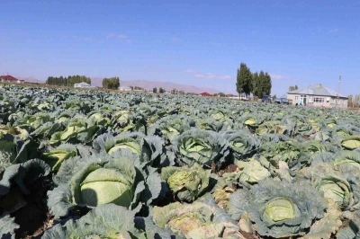 Patnos’ta Lahana hasadı başladı
