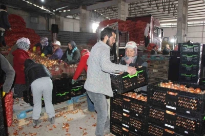 Pazarın en ucuzu soğan Amasya&rsquo;dan Avrupa&rsquo;ya g&ouml;nderiliyor
