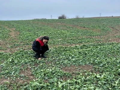 Pehlivank&ouml;y&rsquo;de anıza ekim yapılan kanola tarlasında bitkinin fizyolojik gelişimi incelendi
