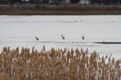 Pelikanlar, kıyıları buzla kaplanan g&ouml;lde g&ouml;r&uuml;nt&uuml;lendi, kuş severler kıyıya akın etti
