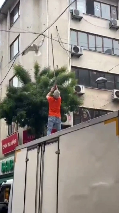 Pendik&rsquo;te elektrik tellerine takılan martı kurtarıldı
