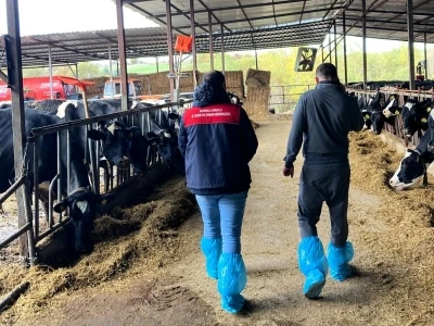 Pınarhisar’da ari hayvan işletmelerindeki çalışmalar incelendi
