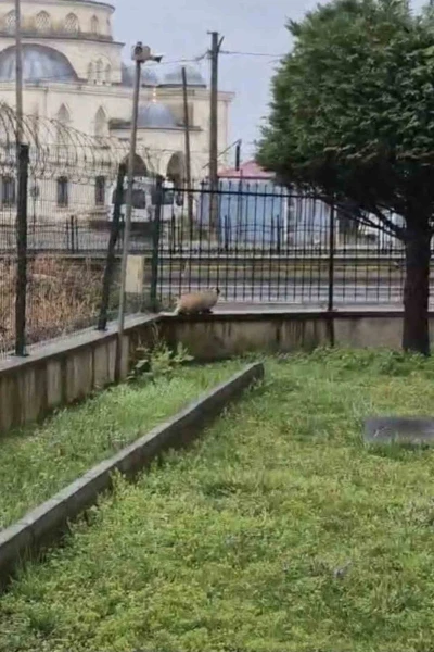 Porsuk yanlışlıkla site bah&ccedil;esine girerse...
