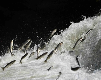 Prof. Dr. Alaeddinoğlu: &quot;İnci kefalinin nesli ciddi tehdit altında&quot;
