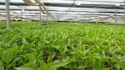 Prof. Dr. Resul Gerçekçioğlu: &quot;Yabancı türler genetik mirasımızı yok etti&quot;
