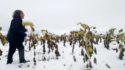 Profesörden karlı bir ayçiçeği tarlasında şaşırtan performans
