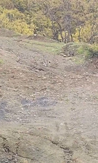 P&uuml;l&uuml;m&uuml;r&rsquo;de vaşak g&ouml;r&uuml;nt&uuml;lendi
