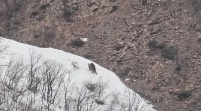 P&uuml;l&uuml;m&uuml;r Vadisi&rsquo;nde oyun oynayan ayılar g&ouml;r&uuml;nt&uuml;lendi
