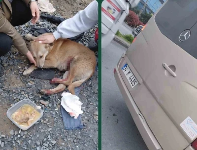 "K&ouml;peğe &ccedil;arptın" tartışması kamerada
