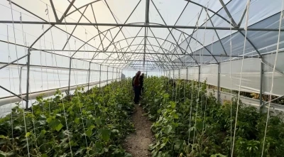 &quot;Köye Dönüş&quot; projesi çerçevesinde kurulan seralar sayesinde, boşaltılan köyler yeniden hayat buldu
