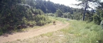 "Ormanın hayaleti" vaşak &Ccedil;ankırı&rsquo;da g&ouml;r&uuml;nt&uuml;lendi
