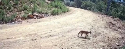 &quot;Ormanın hayaleti&quot; vaşak ve yavruları kamerada
