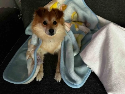 &quot;Pablo&quot;yu bulana 50 bin lira ödül verecekler
