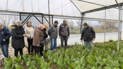 "Saygınlar Kul&uuml;b&uuml;" &uuml;yeleri serada hasat yaptı
