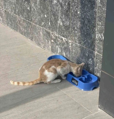 &quot;Sevgimiz, Enerjimiz Sizinle&quot; Projesi sokak hayvanlarına umut oldu
