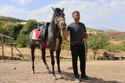 Rahvan atların yolculuğu: Orta Asya’dan Osmanlı’ya, bugün Palu’da
