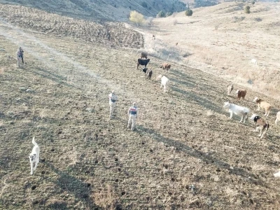 Refahiye’de kaybolan hayvanlar bulunarak sahibine teslim edildi
