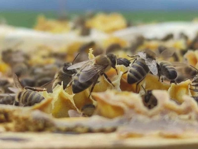 Refahiye’deki bal tesisiyle ilgili Tarım Kredi’den açıklama
