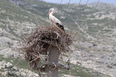 Riskli durumdaki leylek yuvası g&uuml;venli hale getirildi
