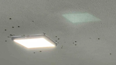 Rize’de bahçelerden sonra evlerde &quot;vampir kelebek&quot; istilası
