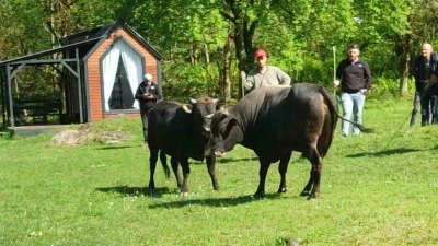 Rize&rsquo;de boğalar arenaya hazırlanıyor
