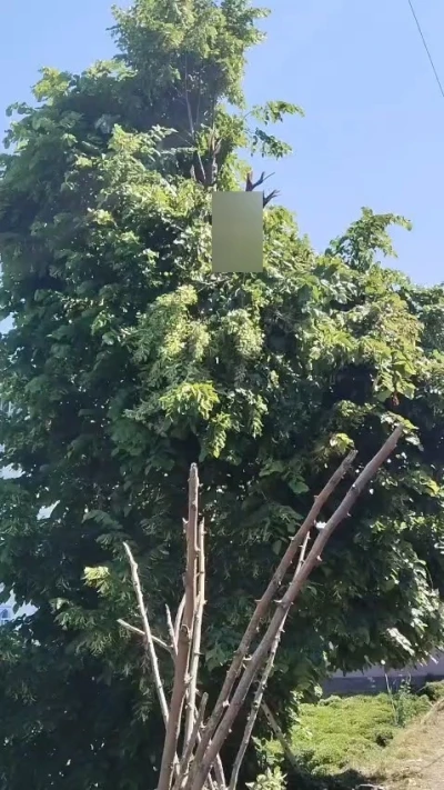 Rize&rsquo;de ıhlamur toplarken elektrik akımına kapılan vatandaş hayatını kaybetti
