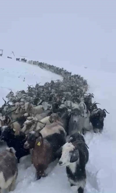 Rize’de kar nedeniyle Avusor Yaylası’nda mahsur kalan 500 küçükbaş hayvan kurtarıldı
