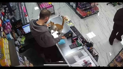 Rize&rsquo;de kedi ile esnafın dostluğu
