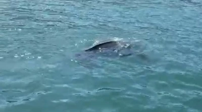 Rize&rsquo;de nadir g&ouml;r&uuml;len deniz kaplumbağası balık&ccedil;ının kamerasına yansıdı
