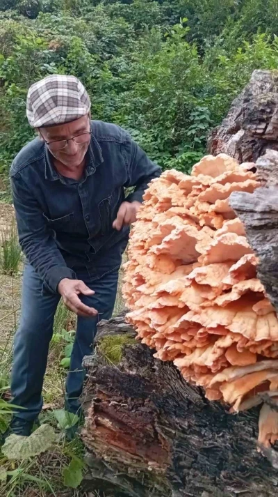 Rize’de ormanda gezintiye çıkan 3 arkadaş ağacın üzerinde kilolarca mantar buldu
