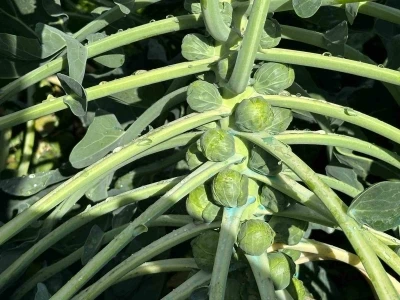 Rusya ve Hollanda lahanayı "Br&uuml;ksel"den değil İznik&rsquo;ten alıyor
