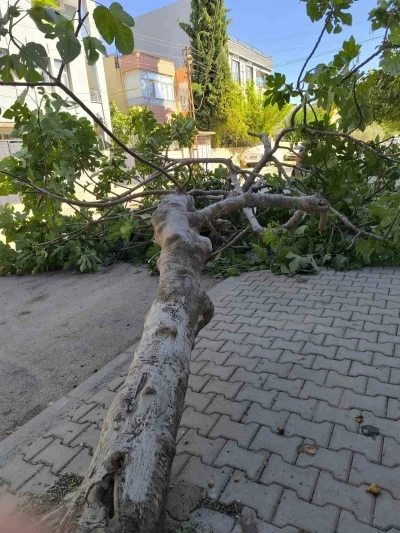Rüzgara dayanamayan ağaç devrildi
