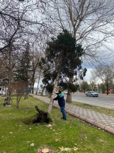 R&uuml;zgardan devrilen ağa&ccedil;lar temizleniyor
