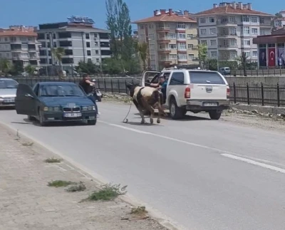 Saatlerce peşinden koştular: Kurbanlık dana il&ccedil;eyi birbirine kattı
