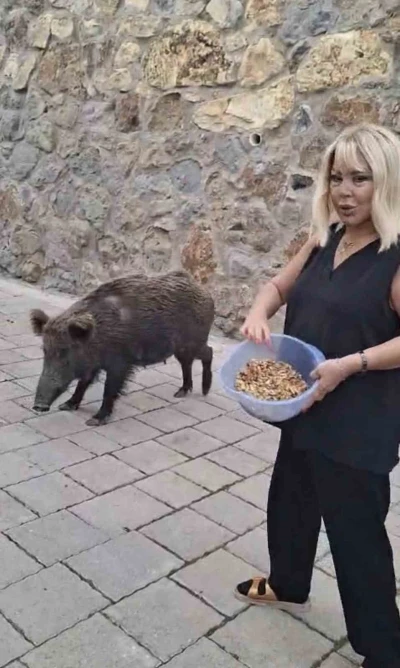 Safiye Soyman kapısına gelen domuzu elleriyle besledi
