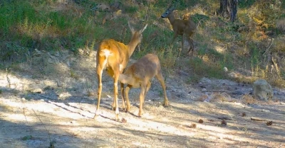 Safranbolu’da boz ayı ve karacalar fotokapana yansıdı
