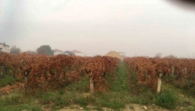 Sağanak yağmur &ccedil;ift&ccedil;ileri sevindirdi
