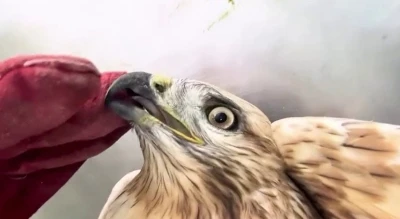 Sağlığına kavuşan kızıl şahin yeniden doğal yaşam alanına bırakıldı
