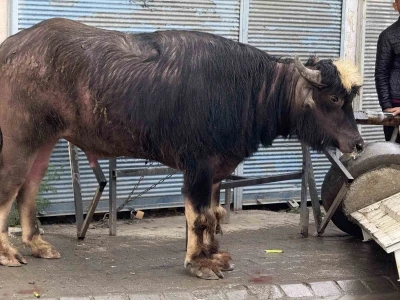 Sahibinin elinden ka&ccedil;an dana yaşlı adamı yere savurdu
