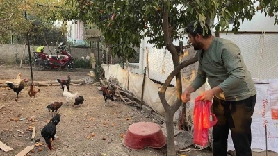 Sahibinin ’Yetiştirmek kolay değil’ dediği mavi yumurtlayan 5 tavuğu tişörtün içerisine koyarak çaldı
