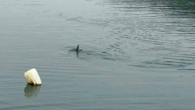 Sahil g&uuml;venlikten nefes kesen yunus kurtarma operasyonu
