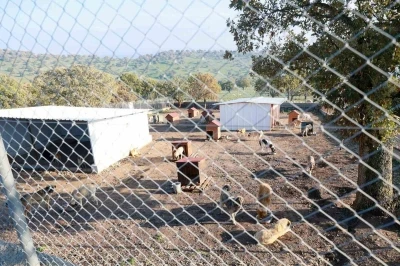 Sahiplendiği iki köpeği sokağa atan şahsa 172 bin TL ceza
