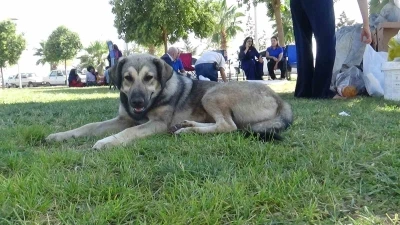 Sahipsiz köpekler Harran Üniversitesini mesken tuttu
