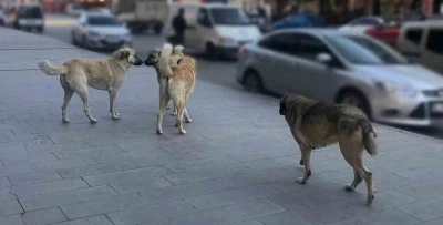 Sahipsiz k&ouml;peklerin tamamı yıl sonuna kadar barınaklara alınacak
