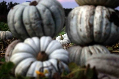 Sakarya’da ‘Beyaz Elmas’ tarlalarda parlamaya başladı
