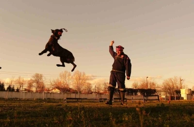 Sakarya itfaiyesinin eğitimli k&ouml;pekleri operasyonlar i&ccedil;in hazır kıta bekliyor
