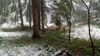 Sakarya&rsquo;nın y&uuml;ksek kesimleri beyaz &ouml;rt&uuml;yle kaplandı
