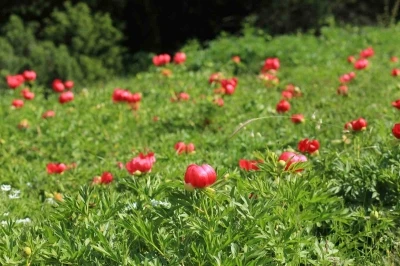 Şakayıklar Spil Dağı Milli Parkı&rsquo;nı kırmızıya b&uuml;r&uuml;d&uuml;
