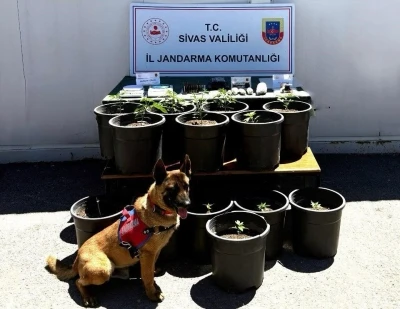 Saksıda yetiştirilen uyuşturucu fide aşamasında ele ge&ccedil;irildi
